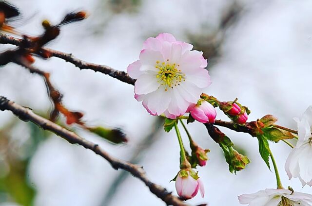 .
十月桜は、秋に開花して春にまた開花する二度咲きの桜で、花弁は八重、花の色は白か薄桜色をしています。
.
秋から冬にかけて咲く冬桜に似ていますが、花弁は十月桜が八重、冬桜は一重です。
十月桜も含め秋から冬にかけて咲く桜のことを総称して、冬桜と呼ぶこともあります。
.
【十月桜】
：バラ科サクラ属
：原産地 日本
.
#自然 #SDGs #信州 #花鳥風月 #桜 #十月桜 #ジュウガツザクラ #naturegallery #RebornStyle