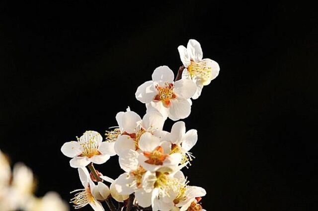 .
白梅の花が咲きました。江戸時代以降、お花見といえば桜の花ですが、江戸時代以前のお花見では、桜より梅が愛好されていました。
.
梅は、中国で紀元前から酸味料として用いられ、塩とともに最古の調味料だといわれています。
良い味加減を意味する塩梅（あんばい）は、梅と塩による味付けが上手くいったことを表現した言葉です。
.
【梅】
：バラ科サクラ属
：落葉高木
.
#自然 #SDGs #信州 #花鳥風月 #梅 #白梅 #塩梅 #naturegallery #RebornStyle