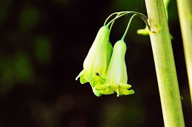.
ナルコユリ(鳴子百合)は、丘陵地や林の木陰に生え、笹に似た葉の腋から花柄が出て、その先に緑白色の筒状の花を２〜５個、下向きに付けます。
アマドコロ(甘野老)によく似ていますが、ナルコユリは茎の断面が丸く、アマドコロは角張っています。
.
花の名は、花が並んでぶら下がっている様子が、鳴子（田畑で鳥を追い払うために、板に糸で竹筒をつけて音が出る道具）に似ているところから付きました。
.
【ナルコユリ】
：ユリ科アマドコロ属
：北海道・本州（東北）
：多年草
：花の長さ ２cm 位
：花丈 約５０〜８０cm.
.
#自然 #SDGs #信州 #花鳥風月 #鳴子百合 #ナルコユリ #ユリ科 #naturegallery 
#RebornStyle