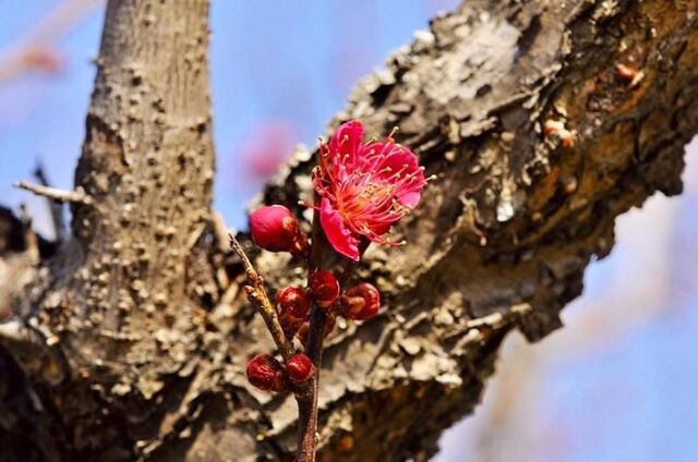 .
紅梅の花が咲き出しました。江戸時代以降、お花見といえば桜の花ですが、江戸時代以前のお花見では、桜より梅が愛好されていました。
.
梅は、中国で紀元前から酸味料として用いられ、塩とともに最古の調味料だといわれています。
良い味加減を意味する塩梅（あんばい）は、梅と塩による味付けが上手くいったことを表現した言葉です。
.
【紅梅】
：バラ科サクラ属
：中国原産
：北海道・本州・四国・九州
：落葉高木
.
#自然 #SDGs #信州 #花鳥風月 #花 #紅梅 #コウバイ #梅 #naturegallery
#RebornStyle