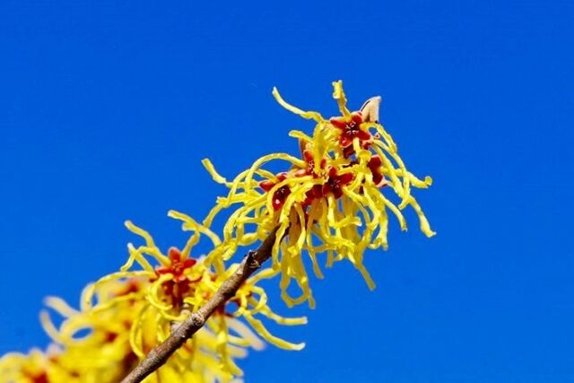.
マンサク（満作）は、中国原産で、縮んでねじれた細長いリボン状の黄色い花を早春に咲かせます。
.
マンサクの名は、花が葉に先立って「まず咲く」という説、枝いっぱいに花を咲かせるので豊年満作の「満作」に通じているという説があります。
.
【シナマンサク】
： マンサク科マンサク属
： 落葉小高木
： 本州・四国・九州
.
#自然 #SDGs #信州 #花鳥風月 #花 #満作 #マンサク #シナマンサク #naturegallery 
#RebornStyle